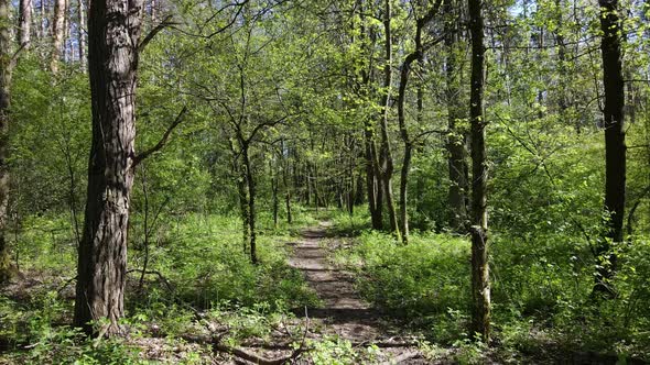 Green Forest During the Day Aerial View