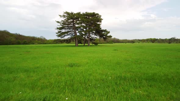 Aerial View of Coniferous Trees on a Green Meadow in the Park