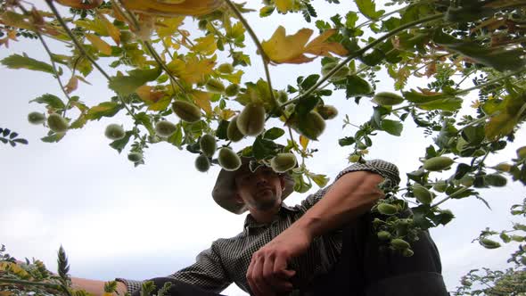 Low View to Young Farmer Sitting at Field and Exploring Green Chickpea Beans at Overcast Day