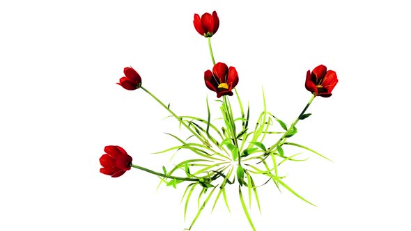 Coquelicot Botanical Flowers 3D Rendering
