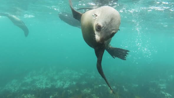Curious sea lion pup passes by, Hout Bay South Africa