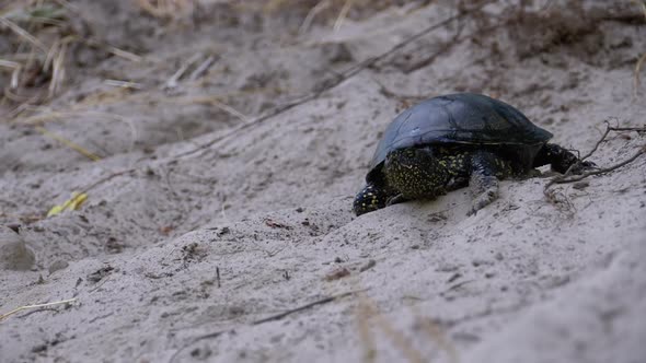 River Turtle Crawling on Sand To Water Near Riverbank. Slow Motion