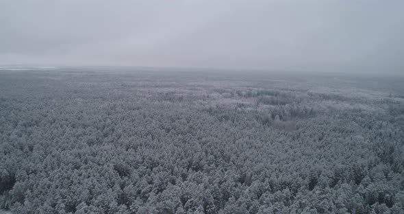 Winter Landscape with Forest