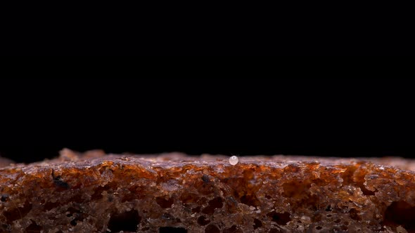 Flour Mite Acarus sp. crawls on a piece of bread, family Acaridae