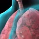 Respiratory system, lungs and bronchi - VideoHive Item for Sale