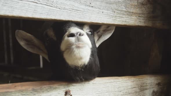 Domestic goat behind wooden fence