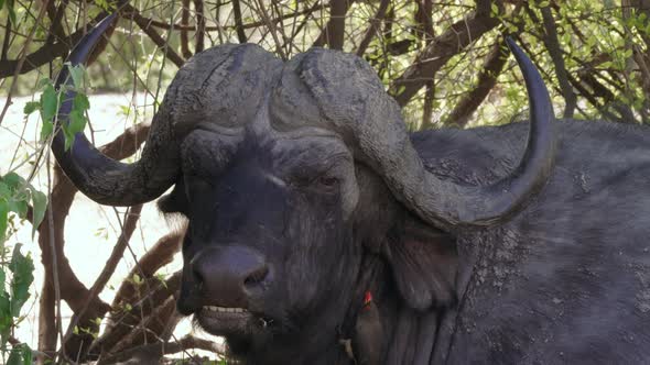 African Buffalo Bull With Red-billed Oxpecker Ring Ticks On The Body And Face. - close up shot