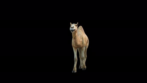 4K Camel Walk Front