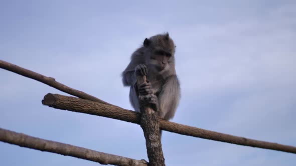 Wild Monkeys on Top of a Volcano on a Tropical Island.