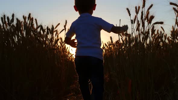 A Happy Laughing Boy Runs Across a Wheat Field in the Rays of the Sun at Sunset. Soly Farm and