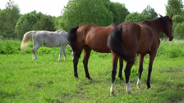 Good pasture contains most of the nutrition a horse requires to be healthy.