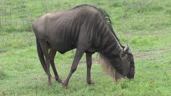 Wildebeest grazing on the grassland