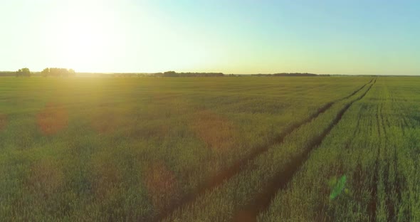 Low Altitude Flight Above Rural Summer Field with Endless Yellow Landscape at Summer Sunny Evening