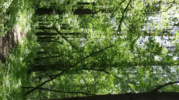 Vertical Video of Forest Landscape in Summer Slow Motion