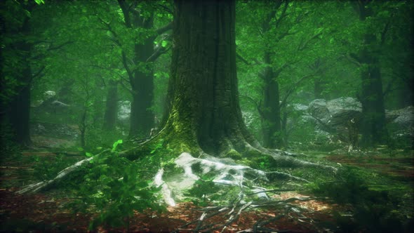 Dark Forest with Moss and Sun Rays Shining Trough