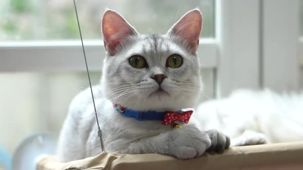 Cute Scottish Lying And Looking On Shelf Under Light From A Window