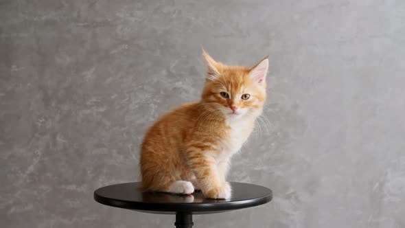Ginger Kitten Playing Sitting on a Chair on Gray Background