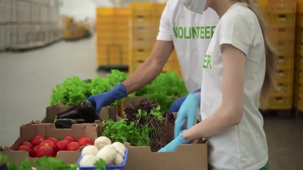 Woman and Man Pack Fresh Vegetables for Those in Need and Work in Agro Company Spbd