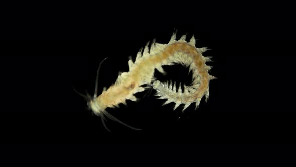 Black Sea Plankton and Zooplankton Under a Microscope, Polychaeta Worm of the Genus Nereis