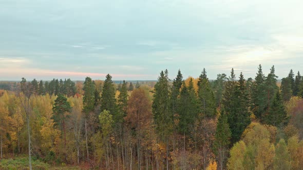 Autumn Forest