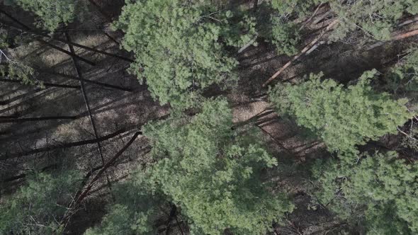 Green Pine Forest By Day Aerial View