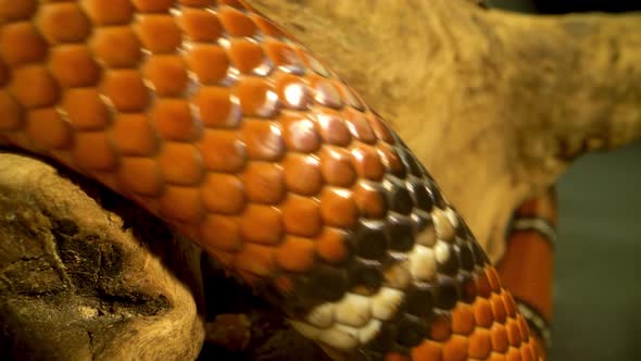 Sinaloan Milk Snake, Lampropeltis Triangulum Sinaloae Lies on Tree Branch at Black Background. Close