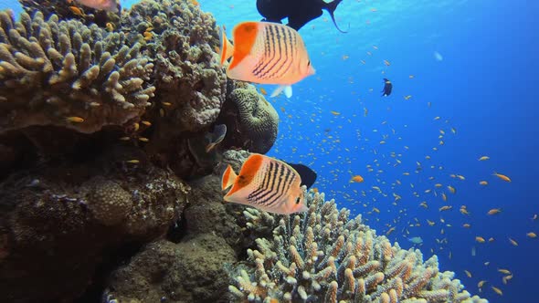 Underwater Sea Marine Reef