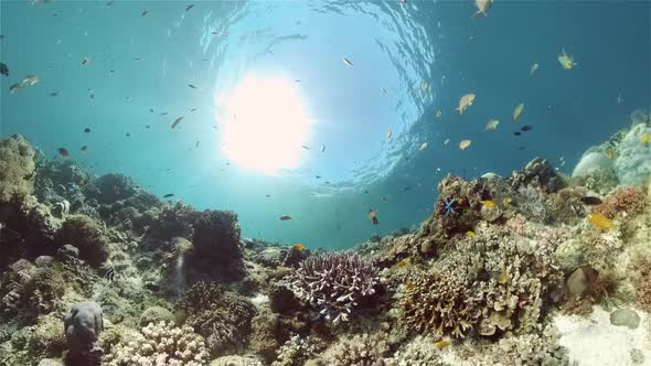 The Underwater World of a Coral Reef