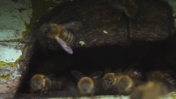 Honey Bees Fly Through Hole in the Hive and Carry Collected Pollen To Their Feet
