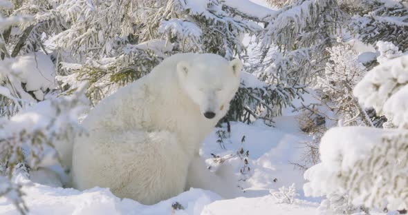 Polar Bear sow and two subs sitting in a snowy forest. Sow watches over her cubs and then stands.