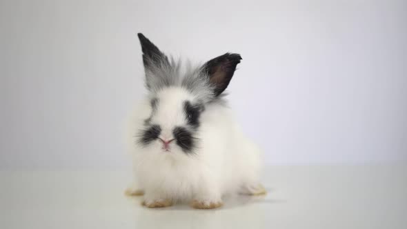 Furry and fluffy cute white and black rabbit erect ears are sitting look in the camera, isolated on
