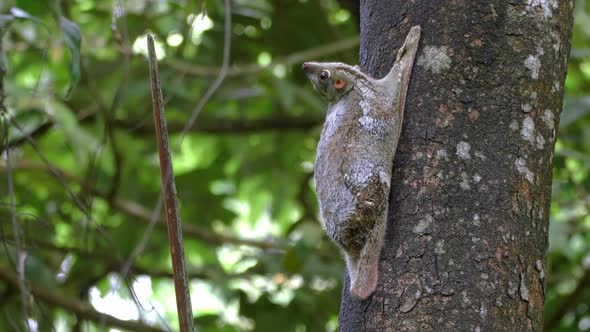 Wildlife Asia Langkawi