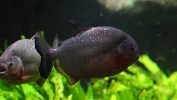 Close Up of Piranha Swim in River