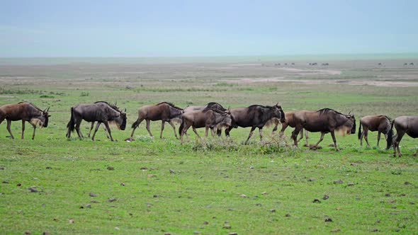 Wildebeests in Ngorongoro Crater