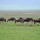 Wildebeests in Ngorongoro Crater - VideoHive Item for Sale