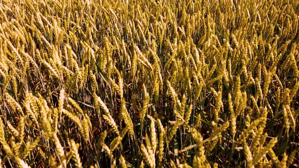 Wheat Field. Ears of Golden Wheat Close Up. 