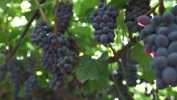 Bunches of Black Grapes Close Up