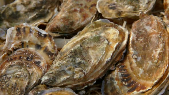 Box with Fresh Closed Oysters