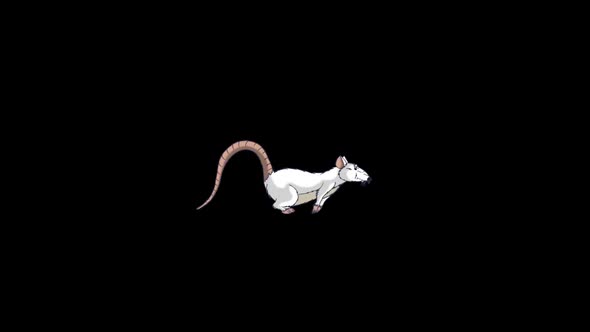 The white rat runs