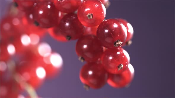 Closeup View of Falling Red Currant From Currant Tree