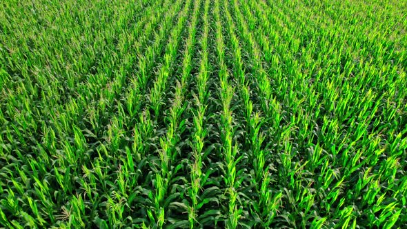 Beautiful Summer Landscape of a Corn Field