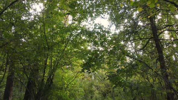 Forest with Trees in an Autumn Day