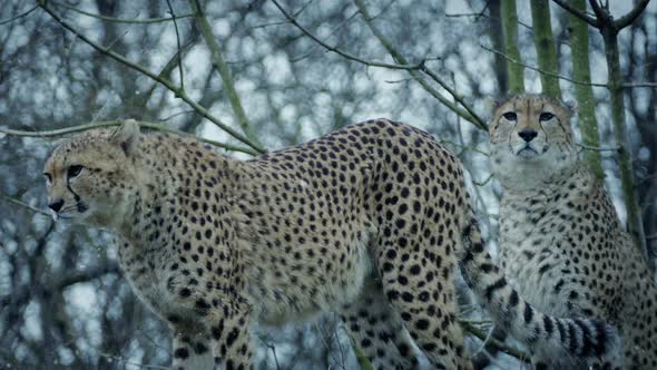 Couple Of Cheetahs In Snowfall