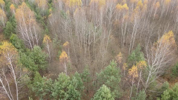 Forest with Trees in an Autumn Day