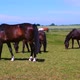 Horses graze in a meadow in a corral on a sunny day - VideoHive Item for Sale