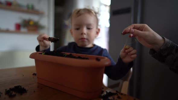 The Kid Learns To Plant Seedlings in a Flower Pot