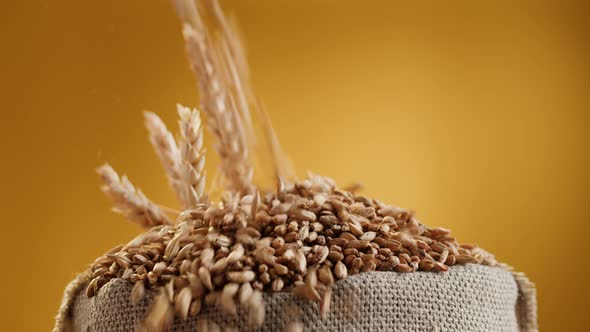 Malt Grains Closeup