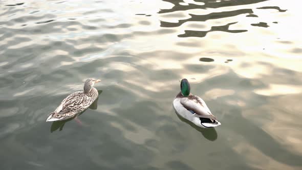 Two ducks enjoying swimming in the lake