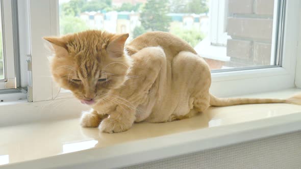 Trimmed Cat with Ginger Fur is Sitting on Windowsill After Grooming and Trimming During Summer