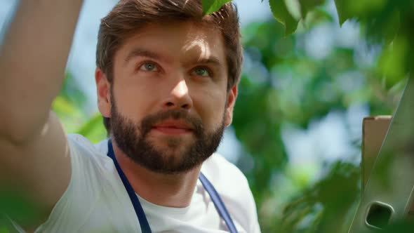 Portrait Man Gardener Picking Berry Fruits Green Tree in Sunny Garden Smiling